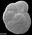 Shells of fossilised plankton